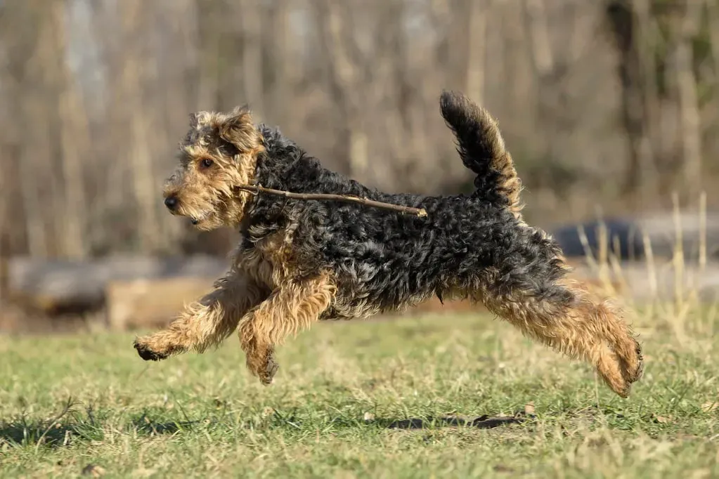 Chien de Chasse et de Garde : Un Rôle Double
