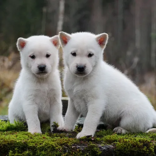 Chien de chasse et garde : Législation et responsabilités du maître