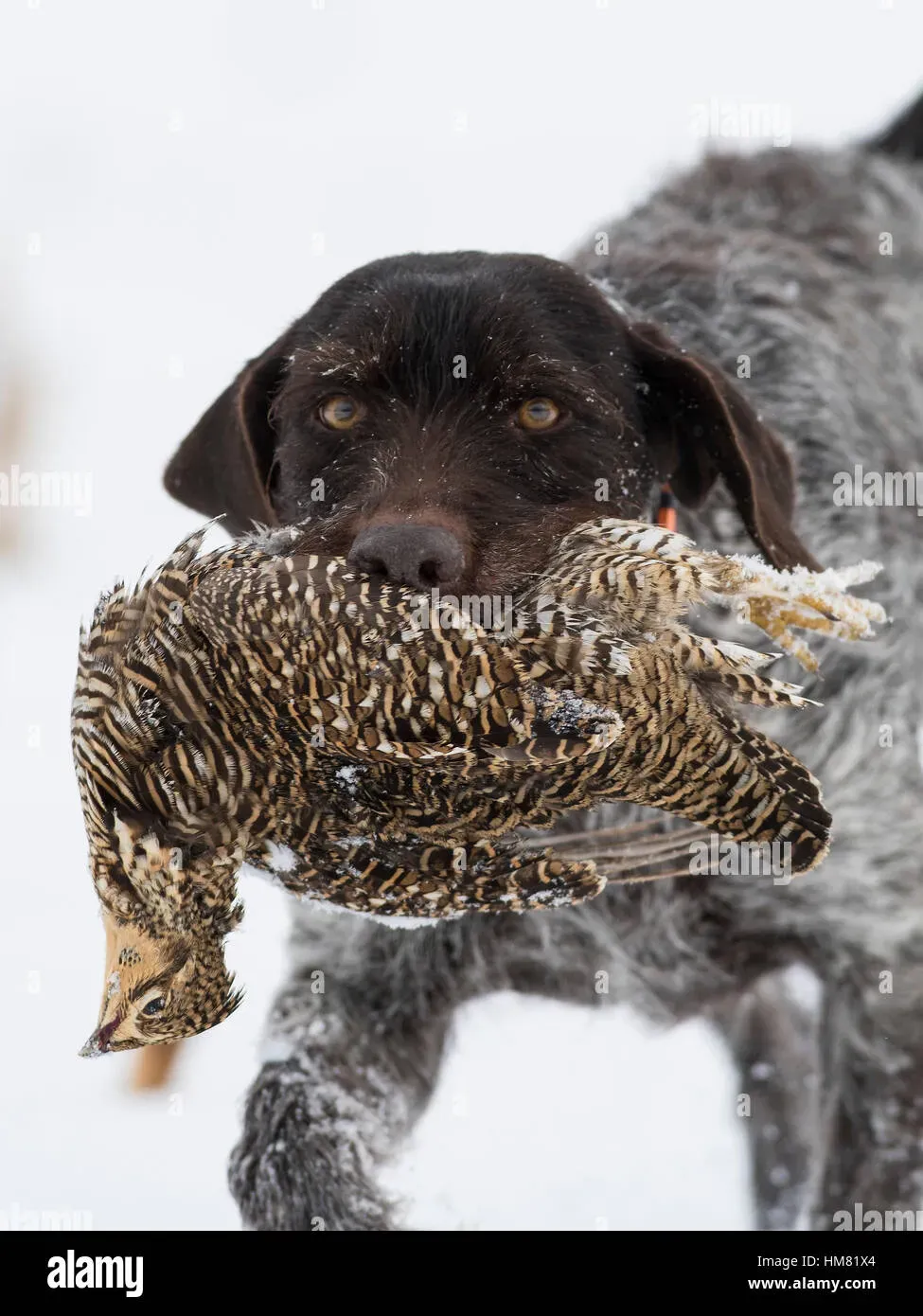 Chien de chasse et poules : Comprendre l'instinct de prédation