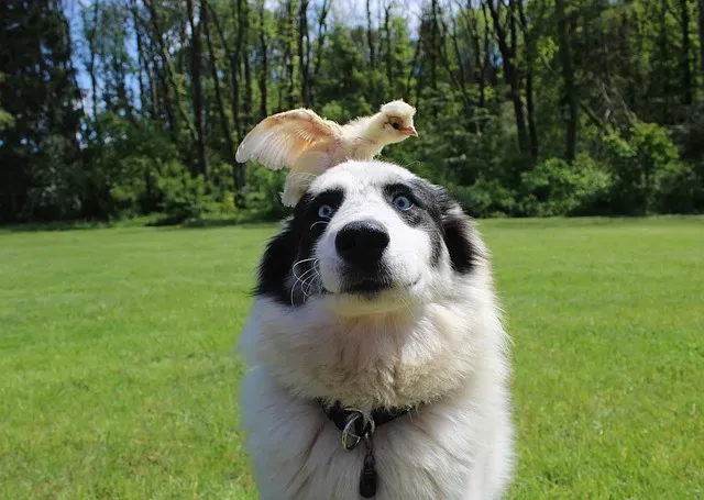 Chien de chasse et poules : réussir la cohabitation