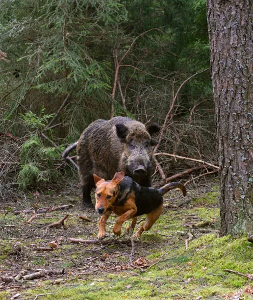 Le chien de chasse et sanglier ultime : Guide 2025