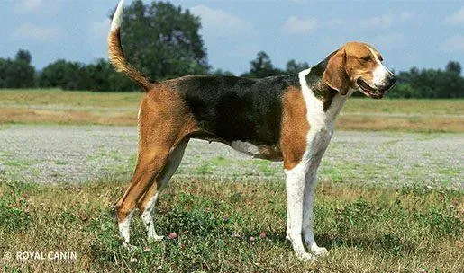 Le chien de chasse français : Guide Complet pour Chasseurs