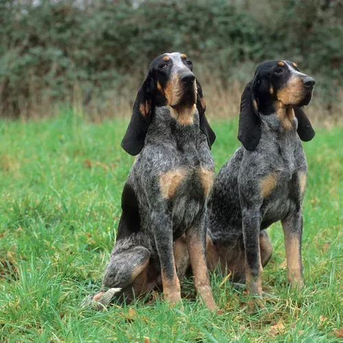 Choisir son chien de chasse grand : Guide Essentiel