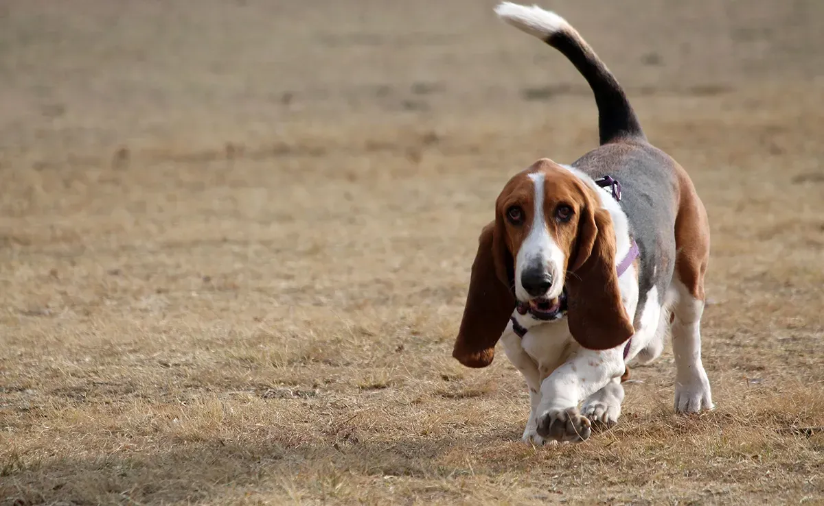 Fascinant chien de chasse grande oreille: guide