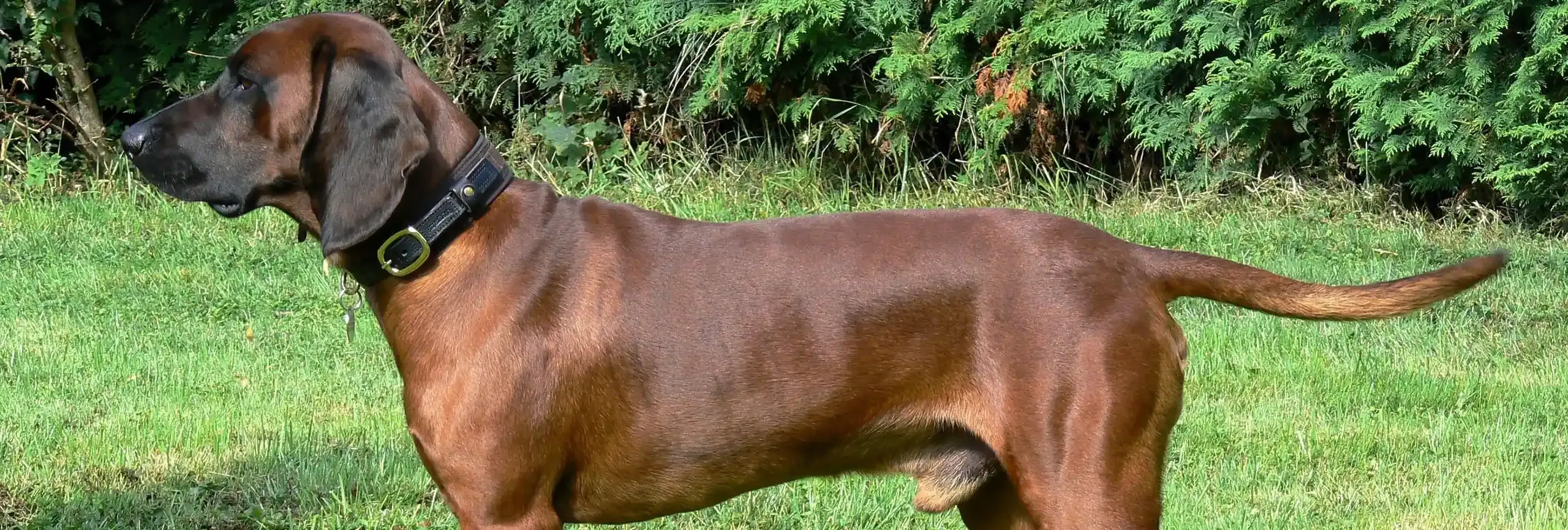 Votre chien de chasse grande taille : Guide Ultime