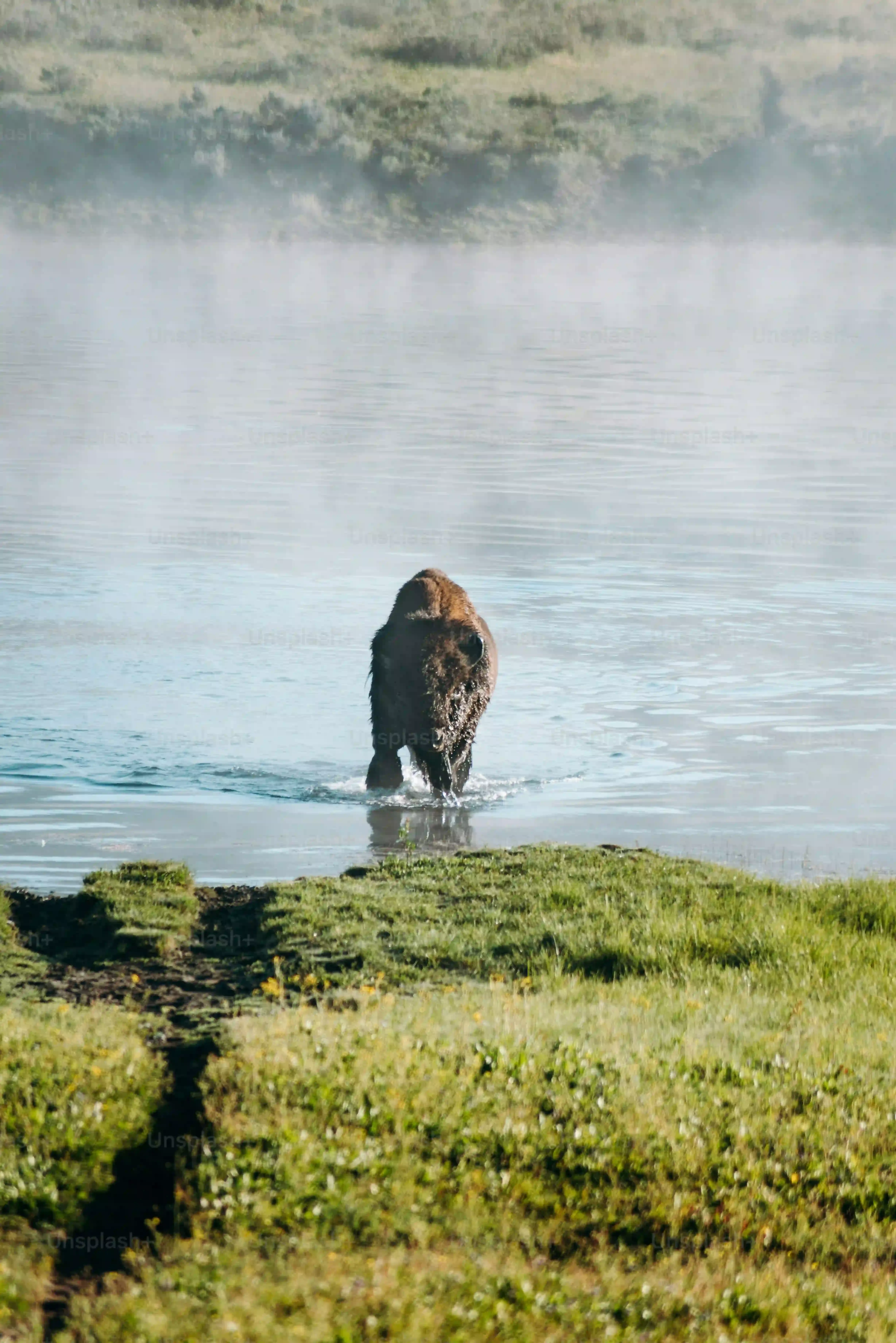 Le chien de chasse gros : guide ultime pour choisir