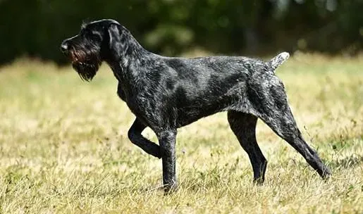 Le parfait chien de chasse gros gibier : Guide Complet