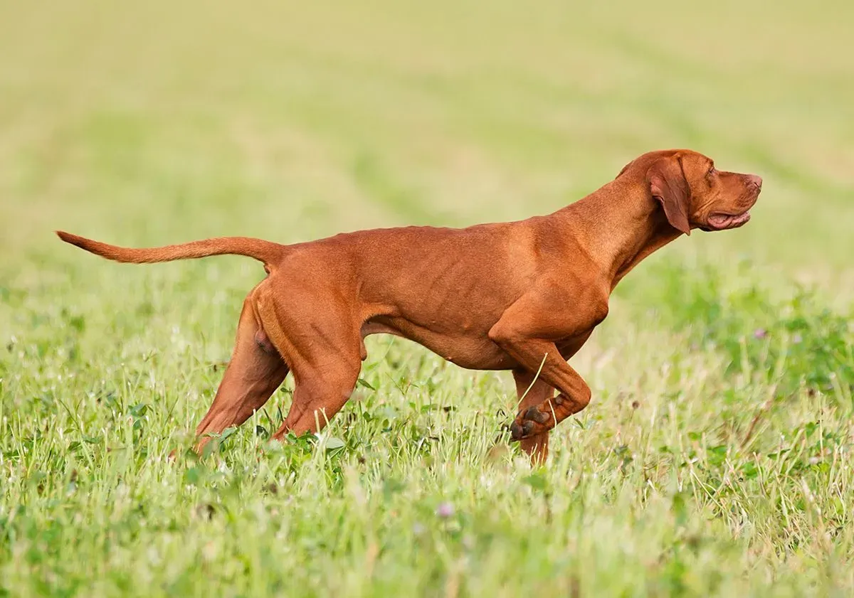 Découvrez nos incroyables chien de chasse images