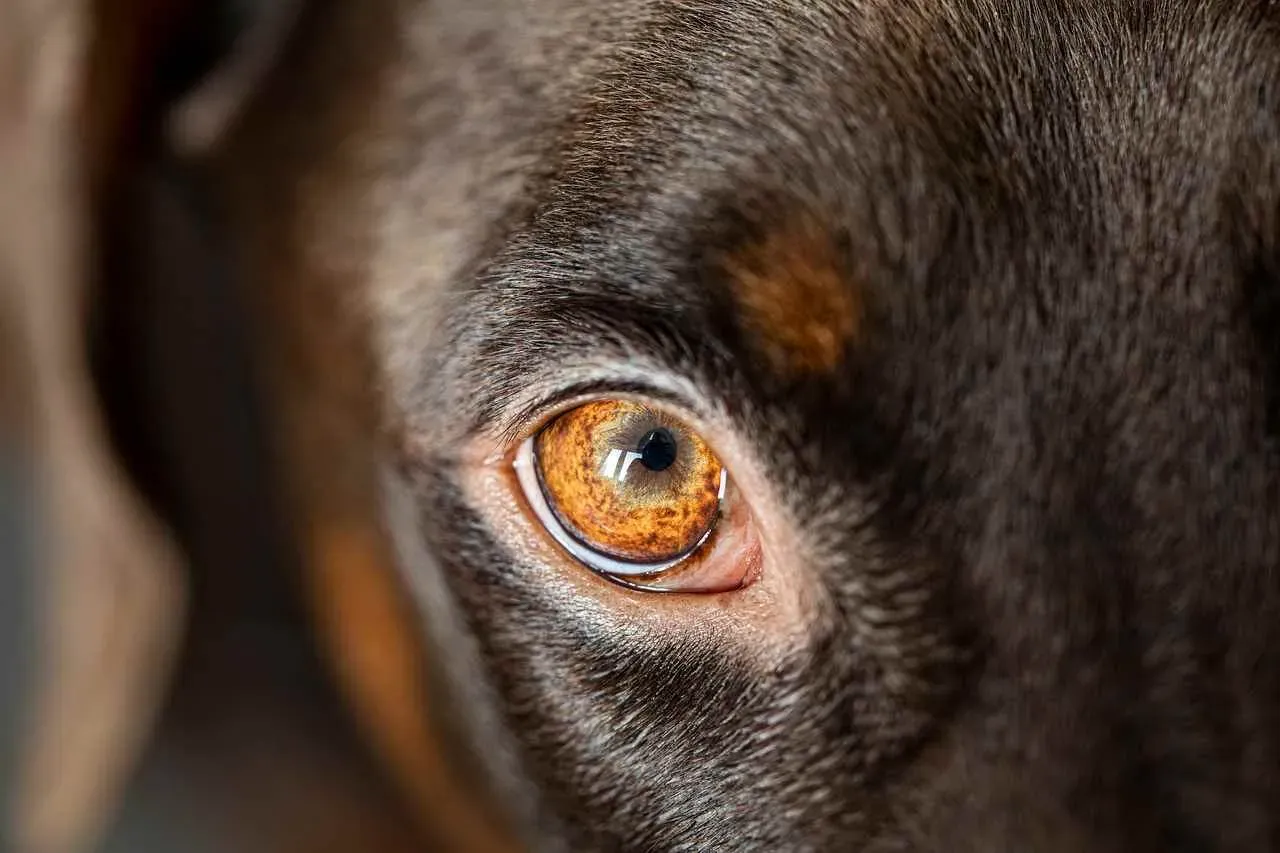 Quel chien de chasse intelligent ? Guide ultime