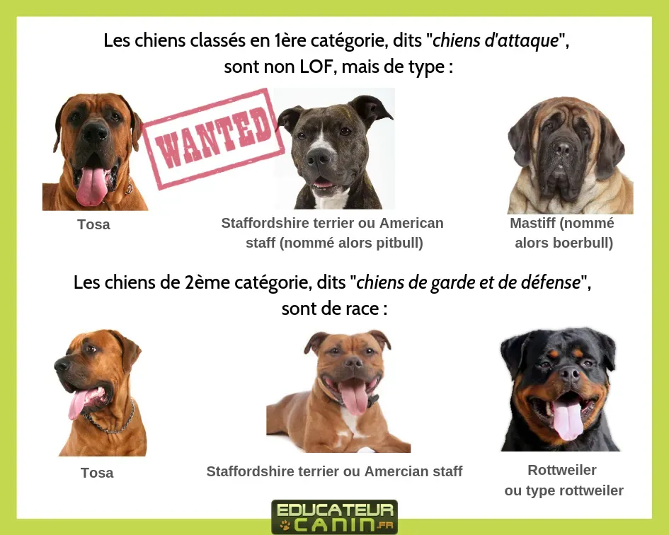 Attention : chien de chasse interdit en france, les règles
