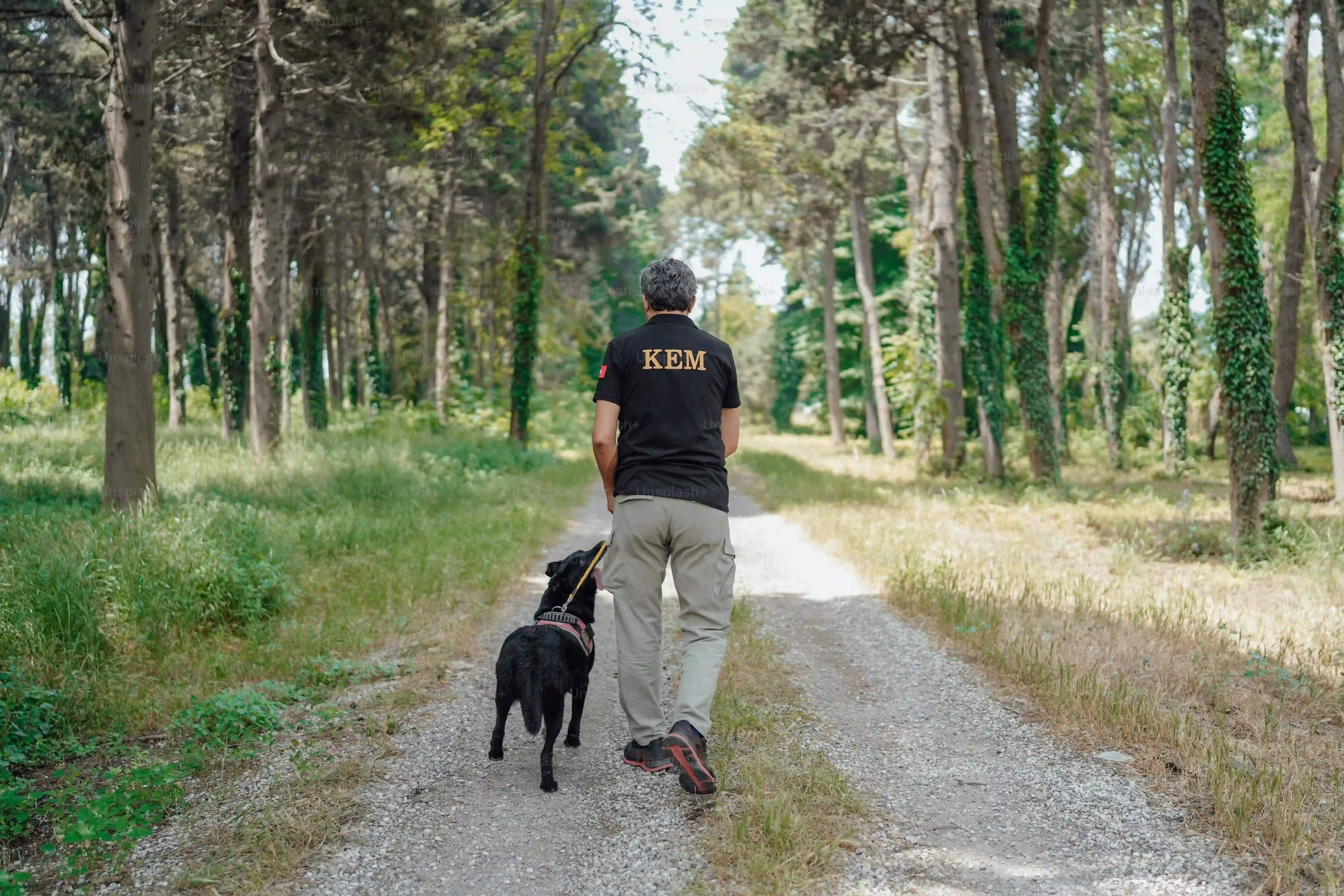Chien de chasse interdit en France : les règles de base