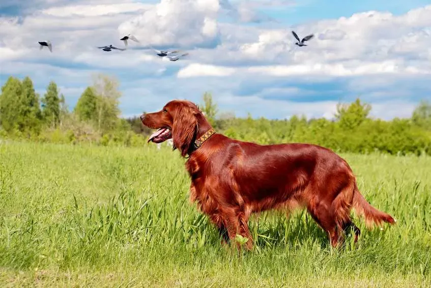 L'Incroyable chien de chasse irlandais : Guide complet