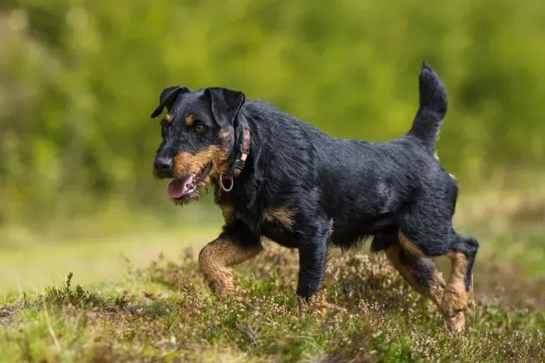 Le guide essentiel : chien de chasse jagd terrier a vendre
