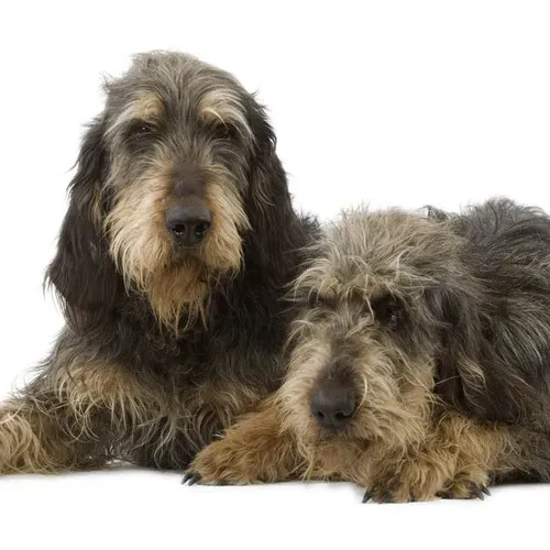 Maîtrisez le chien de chasse long poil avec nos secrets