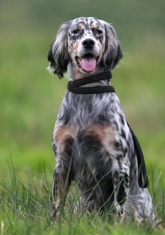 Chien de chasse : Le guide ultime pour choisir le vôtre