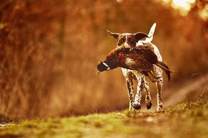 Absolument interdit : Le chien interdit chasse révélé