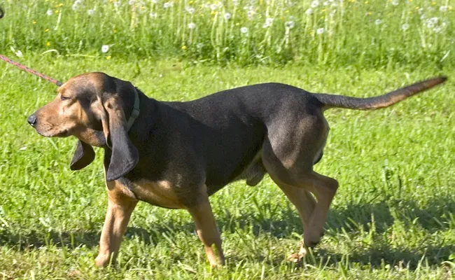 Choisir et comprendre son chien de chasse grande oreille