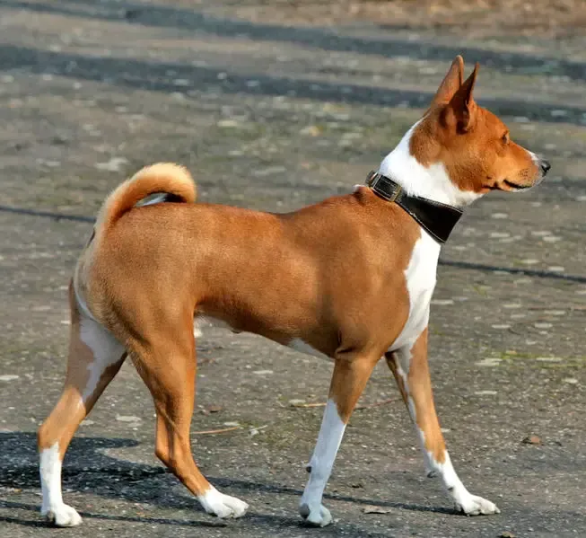 Choisir et éduquer son chien de chasse hypoallergène : conseils pratiques