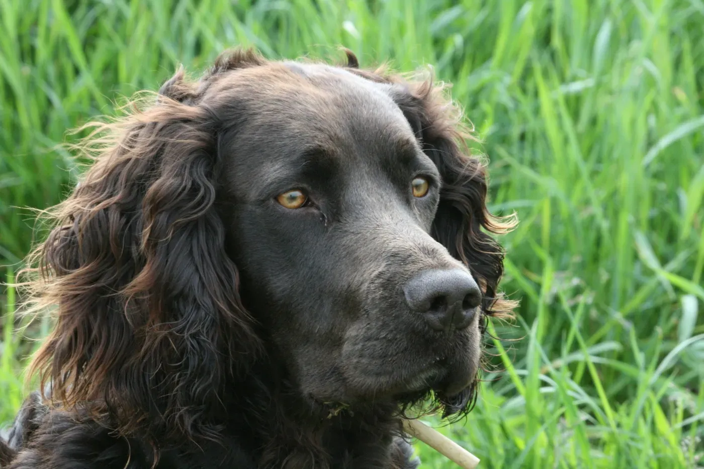 Choisir et éduquer un chien de chasse race allemande