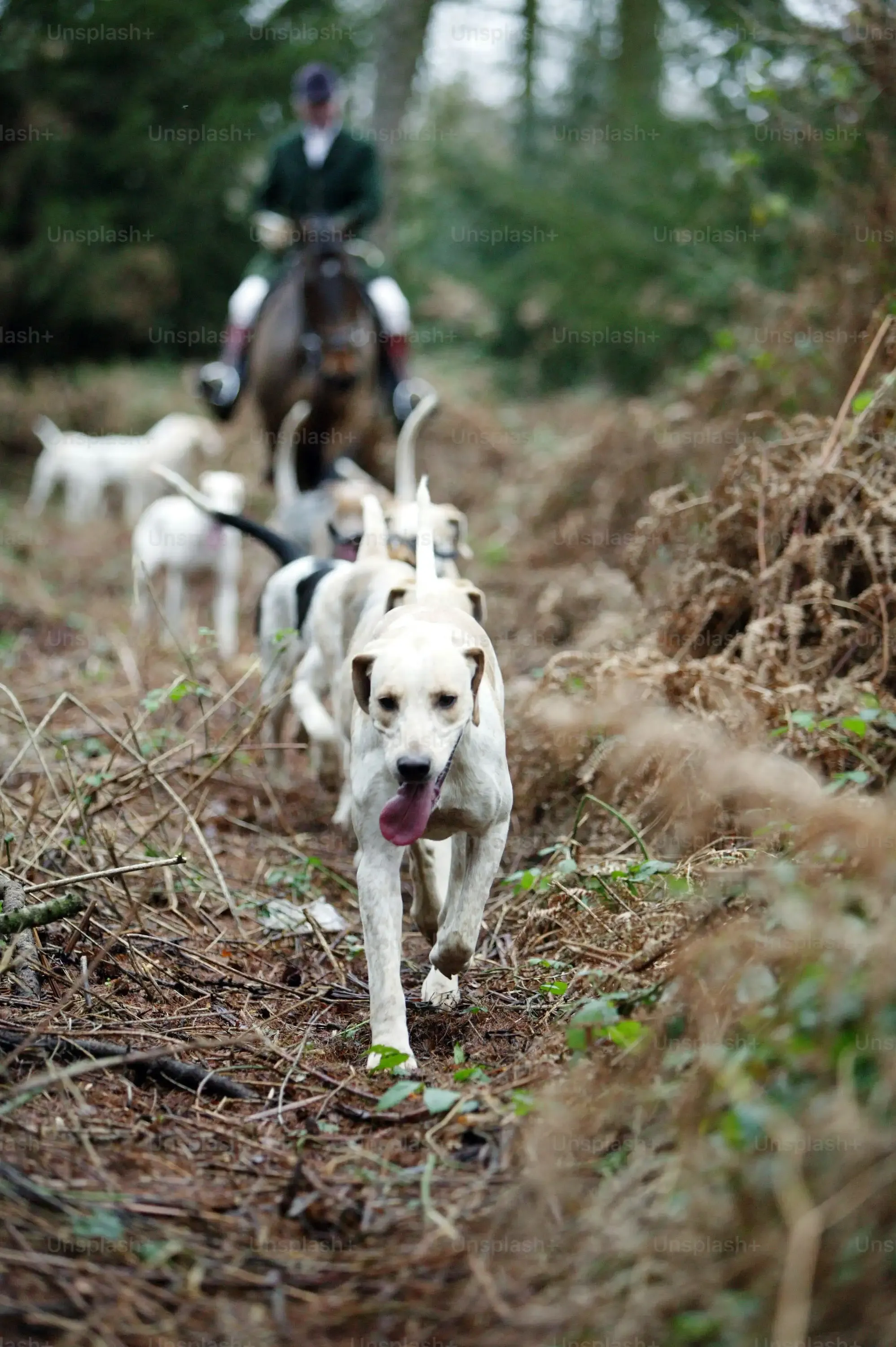 Choisir et entretenir son équipage de chien de chasse à courre : ce qu'il faut savoir