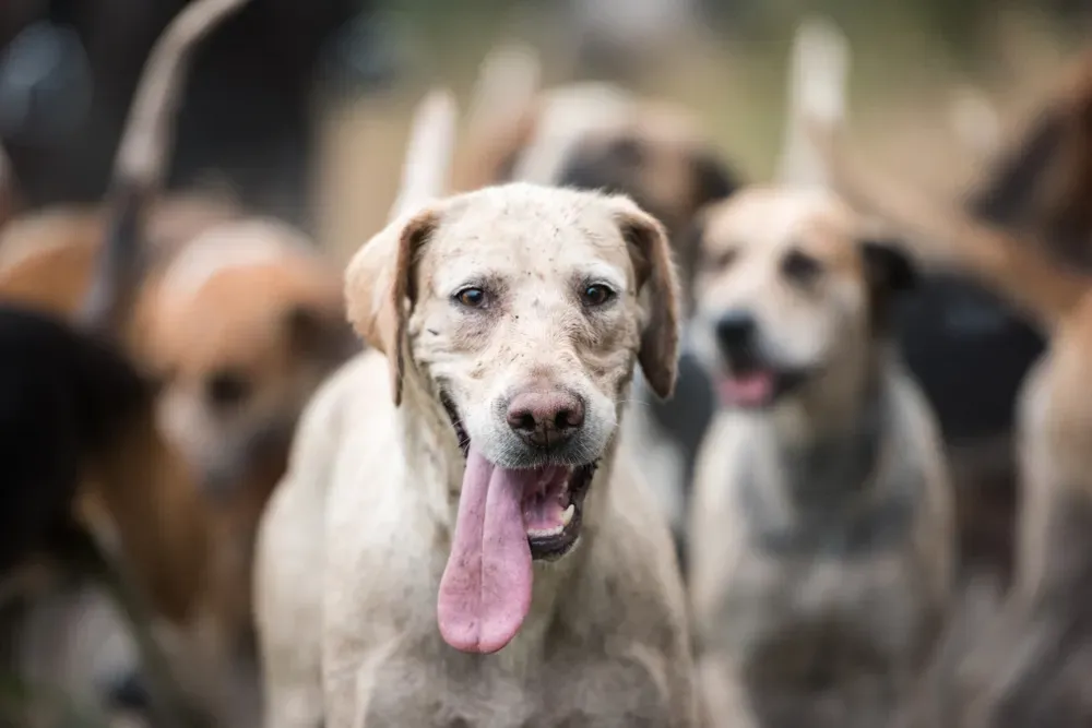 Choisir la bonne formation chien de chasse pour votre race
