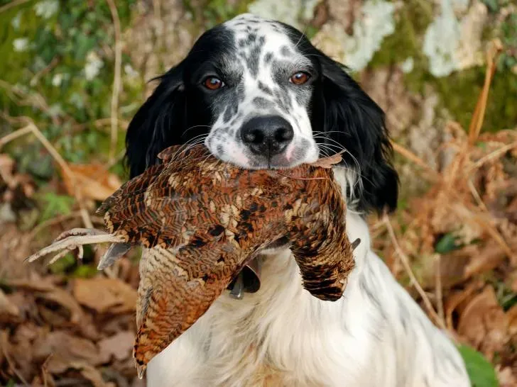 Choisir la bonne race de chien de chasse pour vos besoins