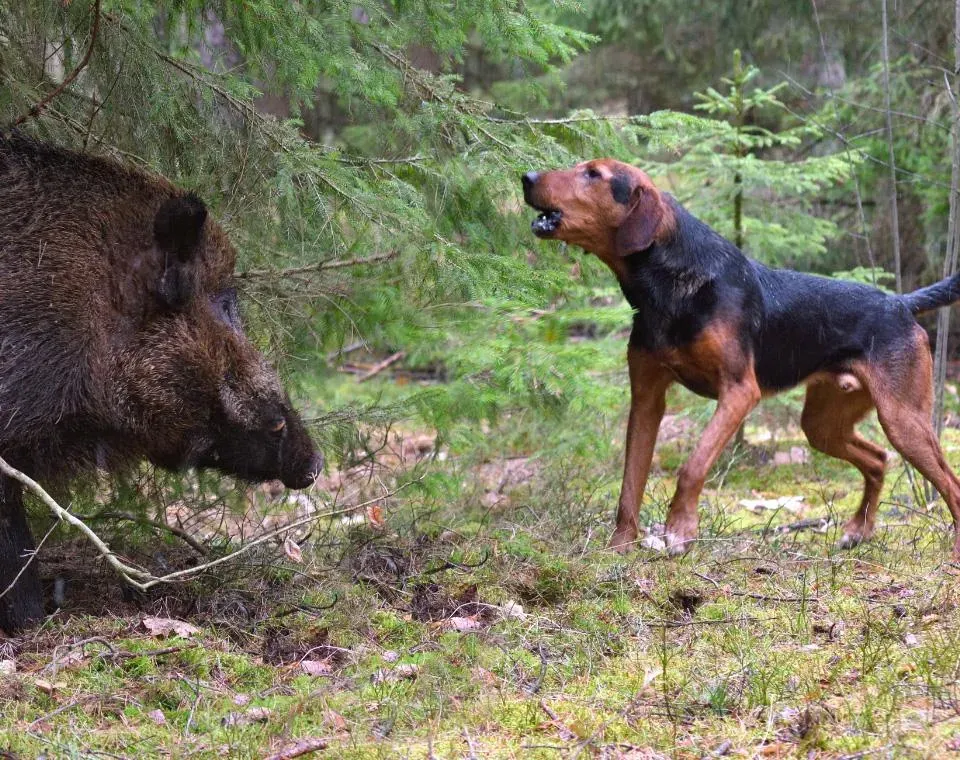 Choisir la bonne race de chien pour la chasse au sanglier