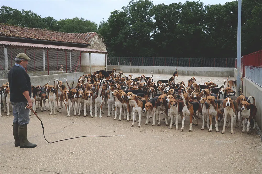 Choisir la bonne race pour votre élevage chien de chasse