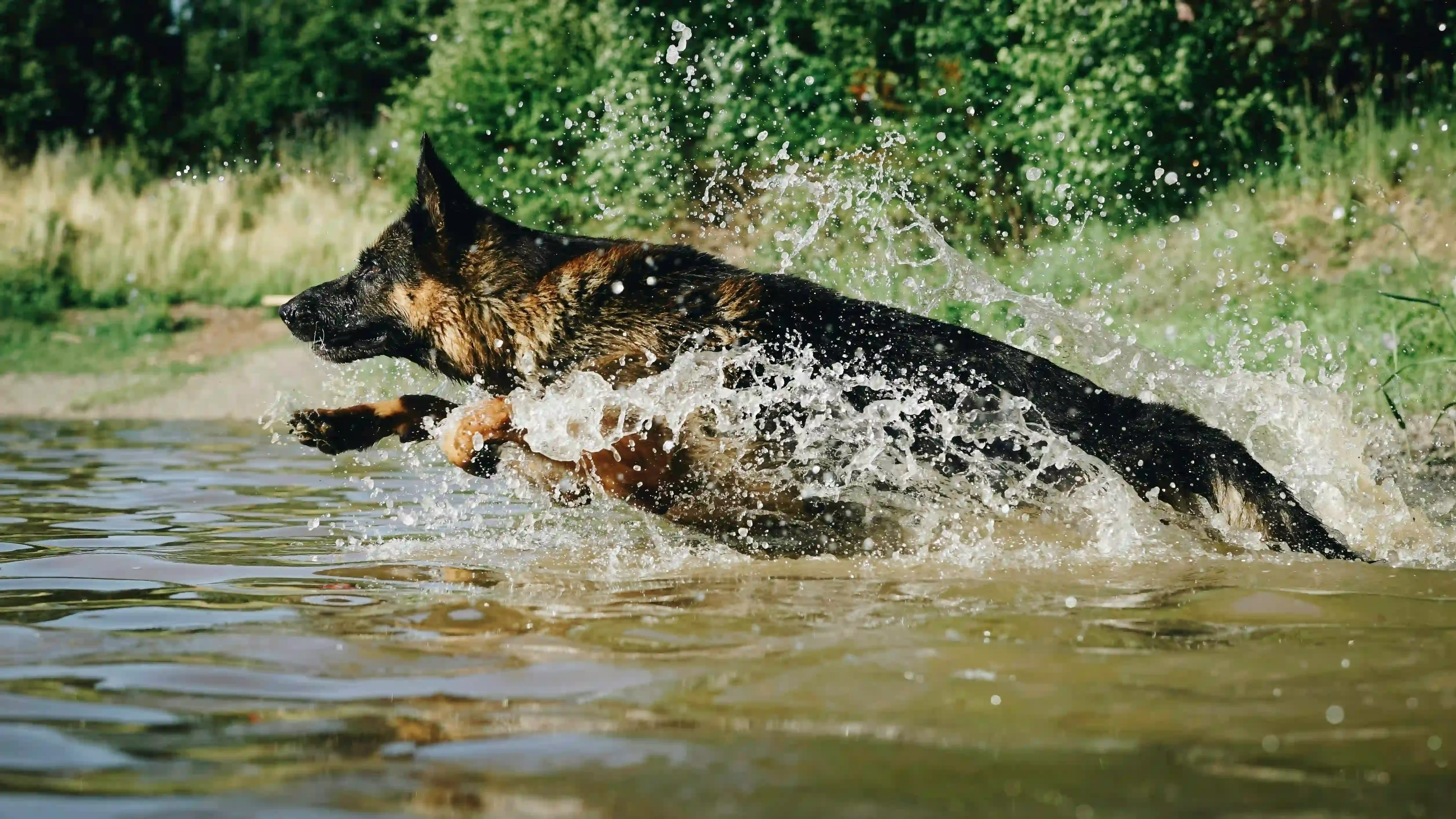 Choisir la meilleure assurance chien de chasse pour votre activité