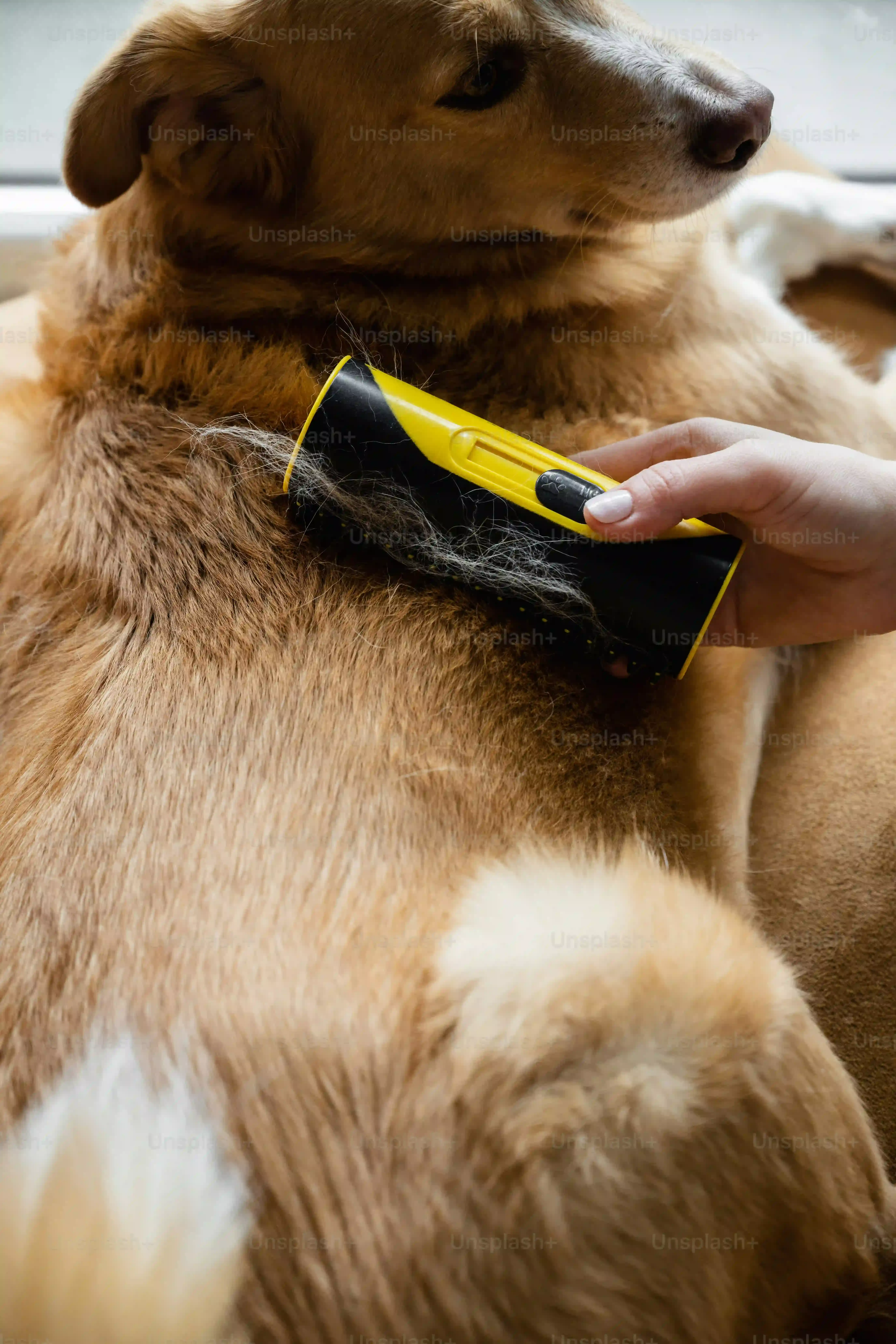 Choisir le meilleur collier GPS pour chien de chasse sur smartphone