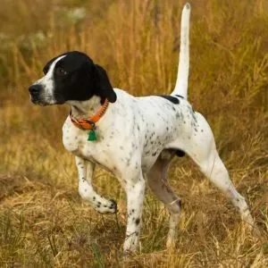 Choisir son chien de chasse à l'arrêt : races et tempéraments