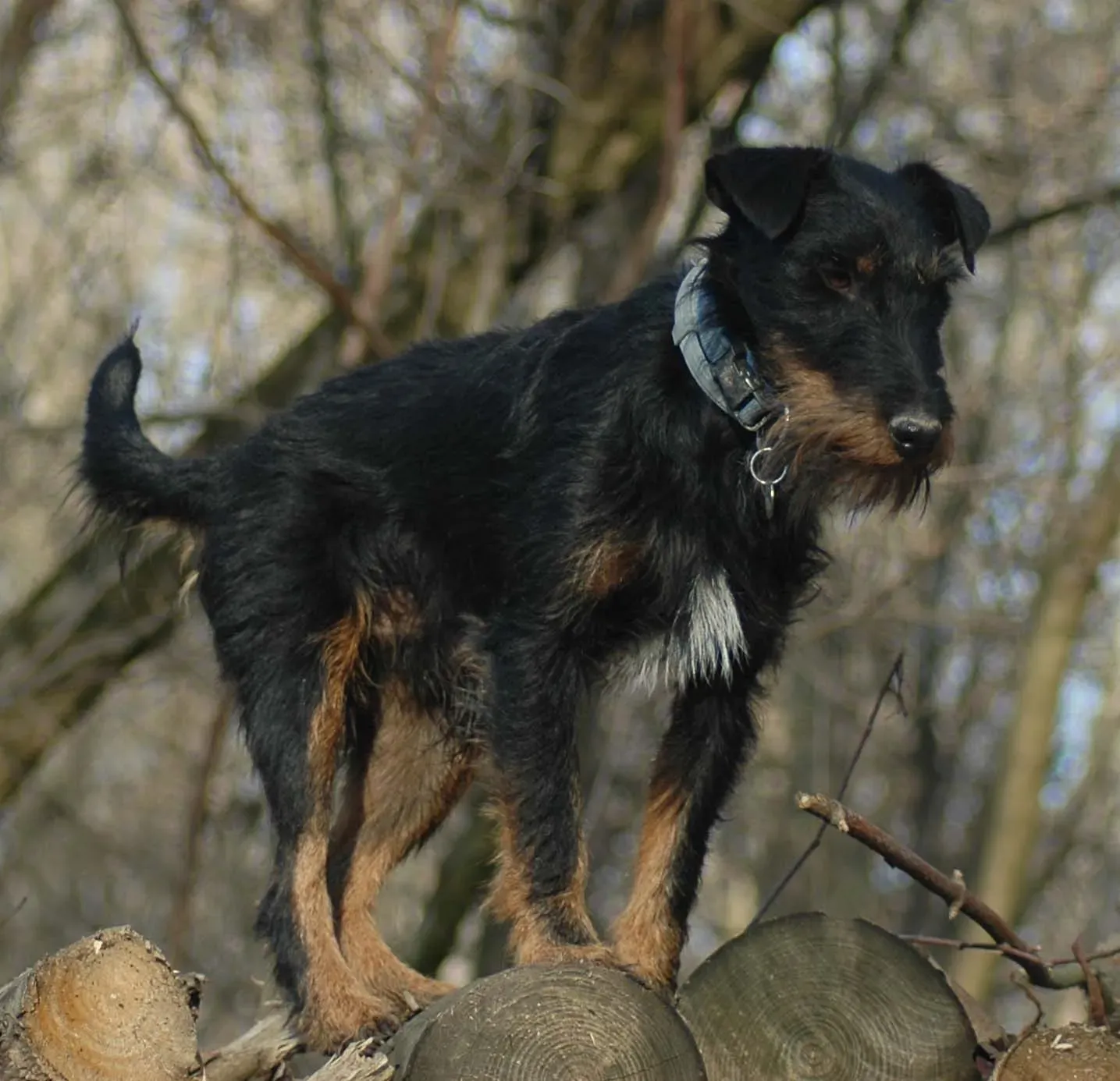 Choisir son chien de chasse allemand : tempérament et besoins