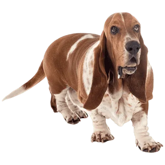 Choisir son chien de chasse court sur patte : Un compagnon pour quel type de chasse ?
