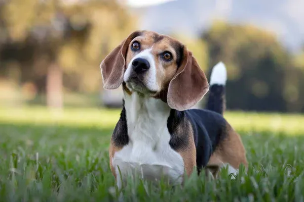 Choisir son chien de chasse : quelle race pour quel gibier ?