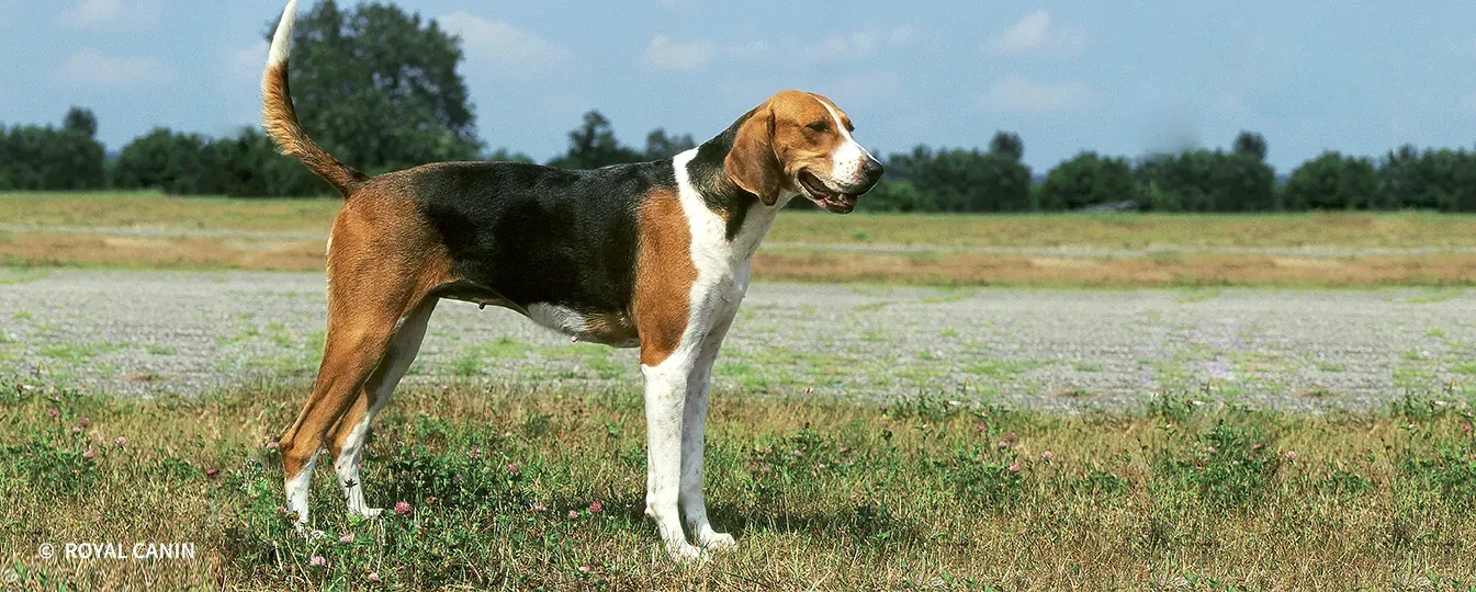 Choisir un chien de chasse américain : ce qu'il faut savoir