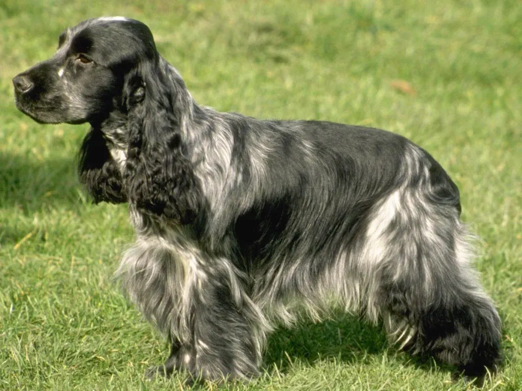 Le cocker chien de chasse: Guide Ultime pour la Chasse