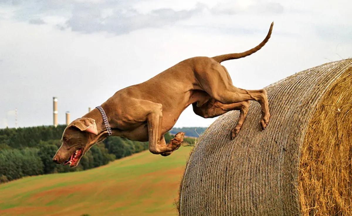 Combien ça coûte un chien de chasse : Le prix d'acquisition initial