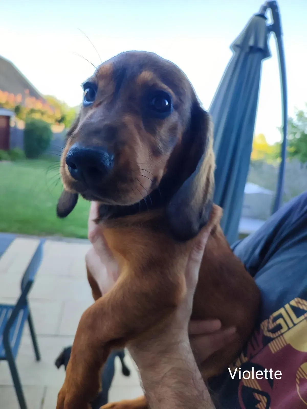 Comment choisir son futur chien de chasse à vendre ?