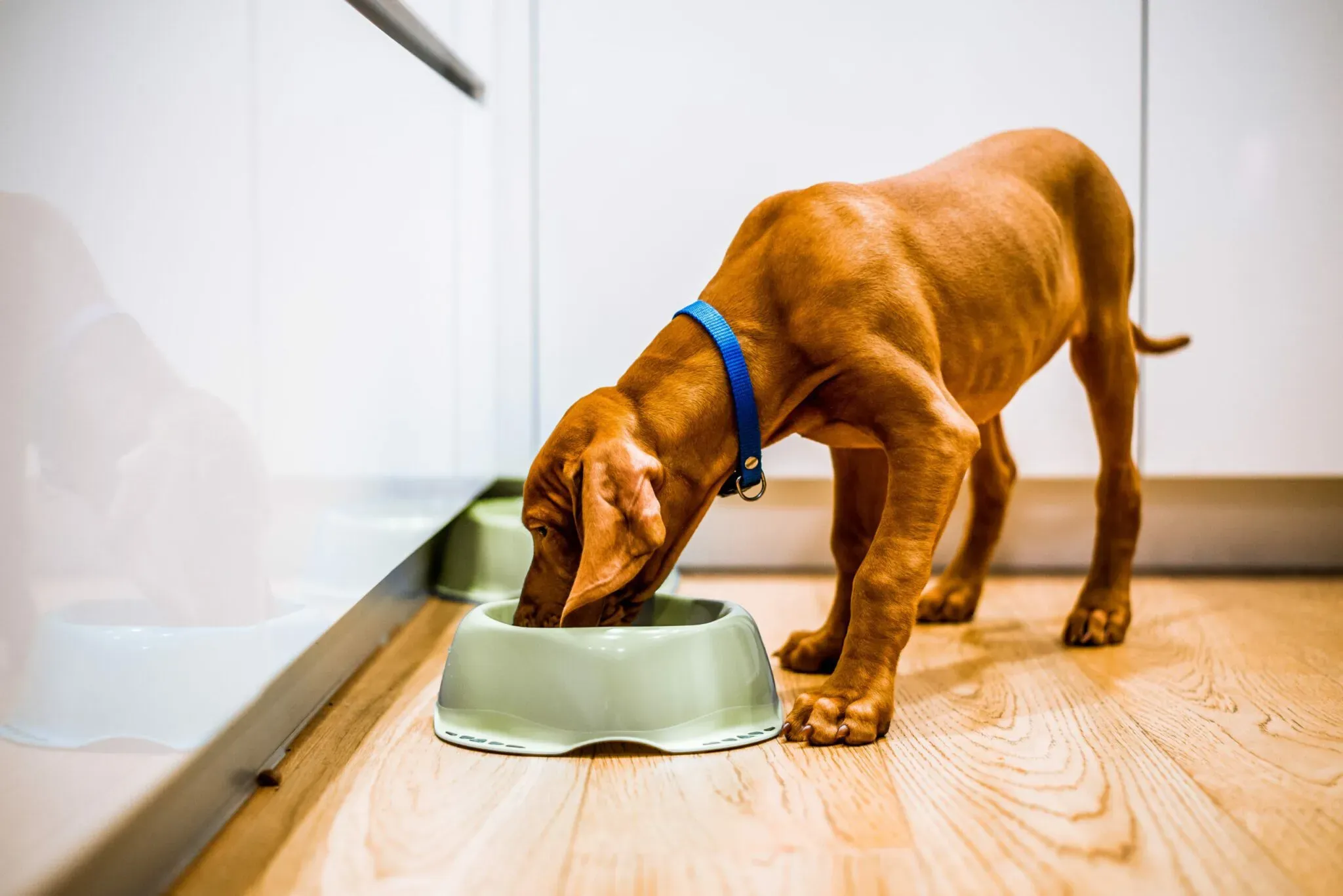 Compléments et astuces pour soutenir la prise de poids de votre chien de chasse