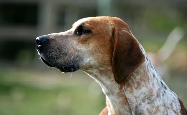 Comprendre ce qu'est un chien de chasse en anglais