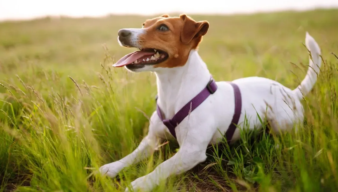 Comprendre l'instinct de chasse chez le Jack Russell