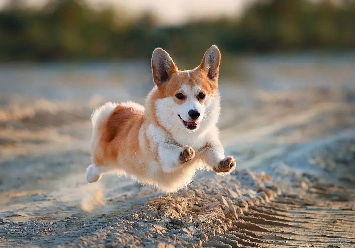 Le surprenant corgi chien de chasse : un talent caché