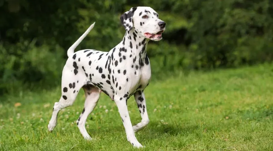 Découvrir le dalmatien chien de chasse : son histoire secrète