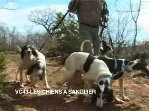 Défis courants et perfectionnement du dressage de votre chien de sanglier