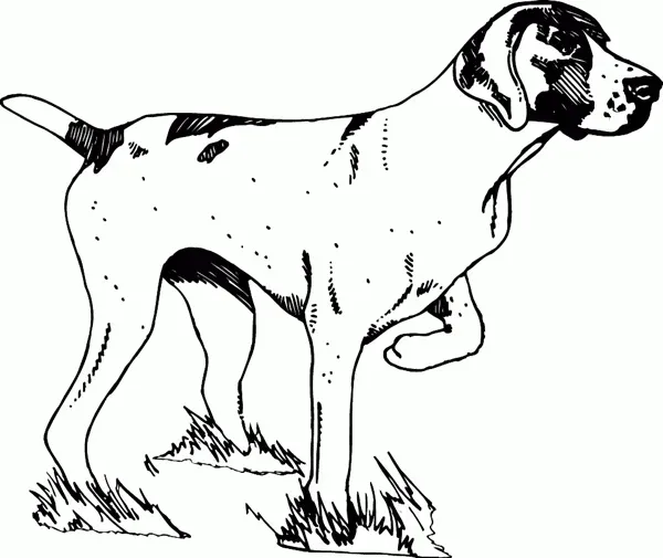 Le dessin chien de chasse maîtrisé : Techniques éprouvées