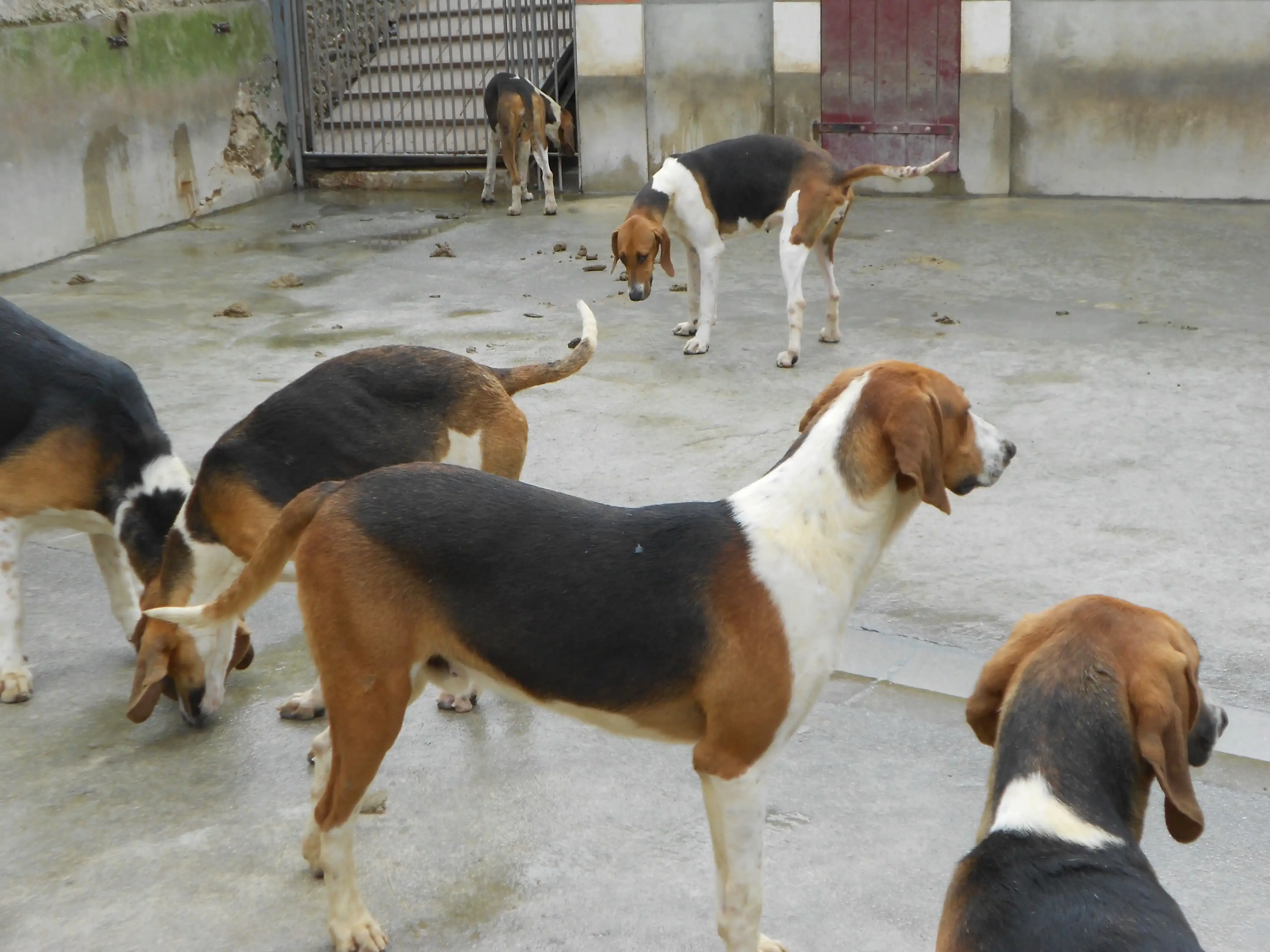 Devenir Chien de Chasse à Cheverny : L'Élevage et la Relève