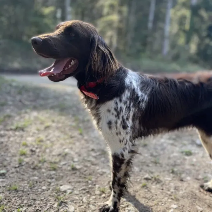 Devenir éleveur chien de chasse : Formation et défis