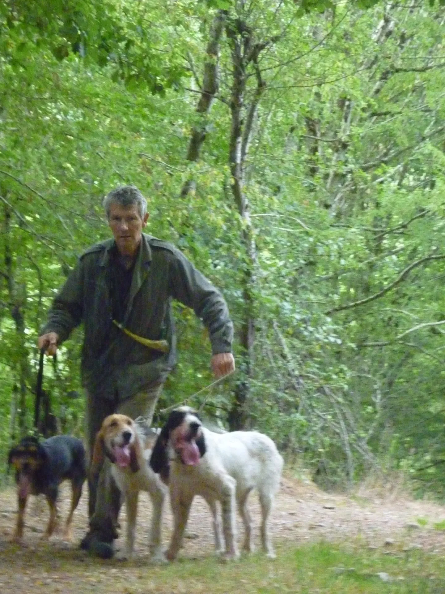 Dressage chien de chasse sanglier : Le Guide Ultime et Complet