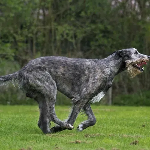 Dressage et besoins spécifiques du chien de chasse grande taille
