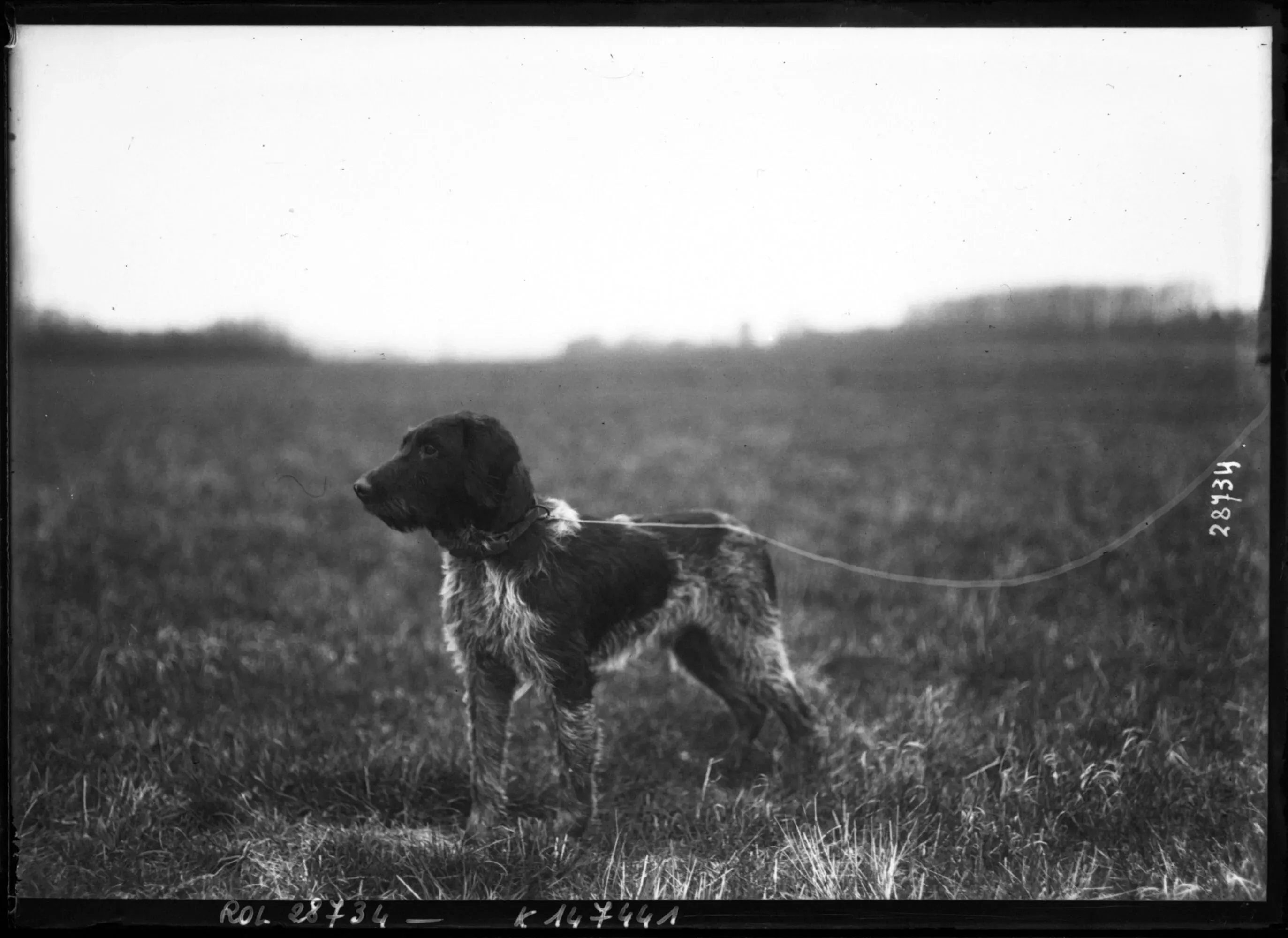 Dresser son chien de chasse à l'arrêt : les étapes essentielles